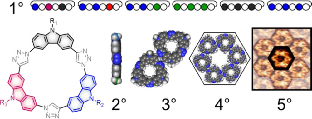 Sequence-defined Macrocycles for Understanding and Controlling the Build-up of Hierarchical Order in Self-assembled 2D Arrays